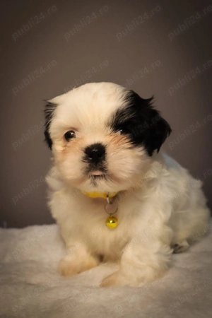 Vand pui shitzu 7 săptămâni 