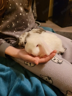 Iepuri berbec german  pitic - imagine 5