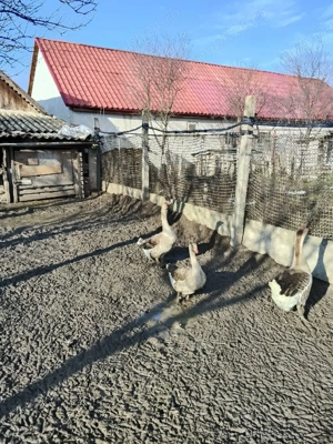 De Vânzare Gaste  - imagine 2