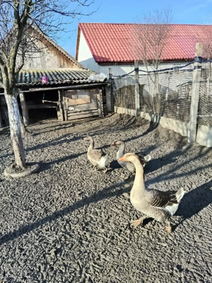 De Vânzare Gaste  - imagine 3