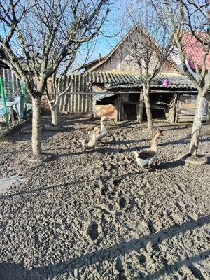 De Vânzare Gaste  - imagine 5