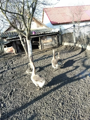 De Vânzare Gaste  - imagine 4