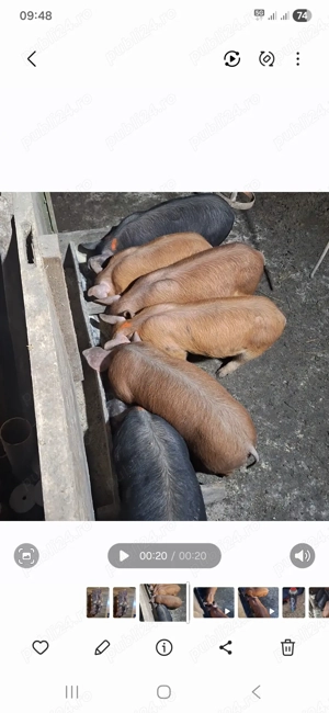 purceii de casă  - imagine 3