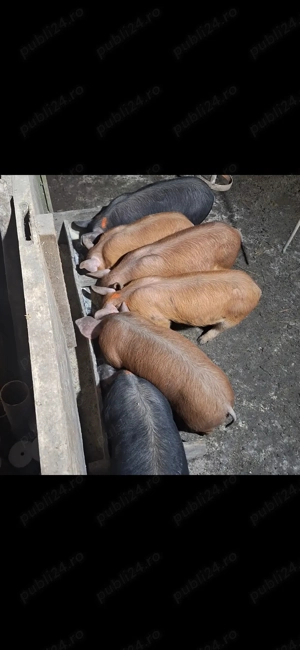 purceii de casă  - imagine 2