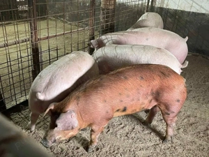 Rasa de carne super! - imagine 2