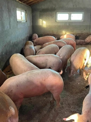 Rasa de carne super! - imagine 3