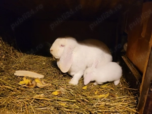 Berbec german urias - imagine 5