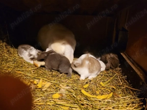 Berbec german urias - imagine 3