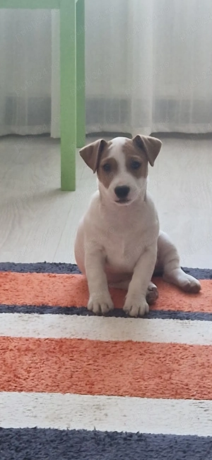 Jack Russell Terrier
