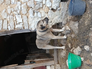 Câini Kangal!! - imagine 2