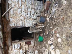 Câini Kangal!!