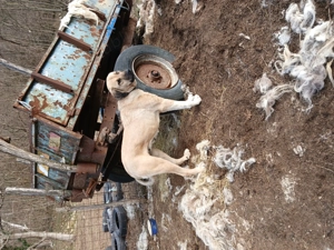 Câini Kangal!! - imagine 4