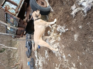 Câini Kangal!! - imagine 5