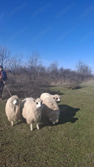 Vand 6 oi  - imagine 3