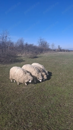 Vand 6 oi  - imagine 5