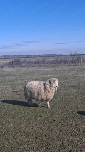 Vand 6 oi  - imagine 2