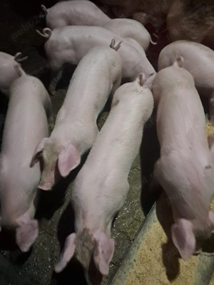 Vand scrofite landrace - imagine 3