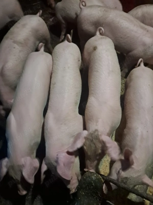 Vand scrofite landrace - imagine 2