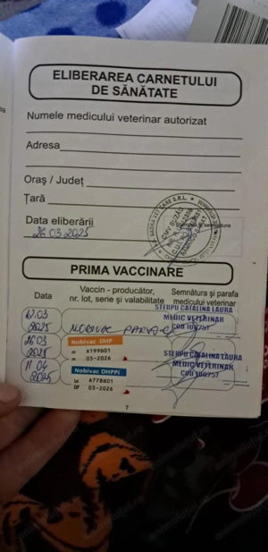 Vând,mascul American bully! - imagine 3