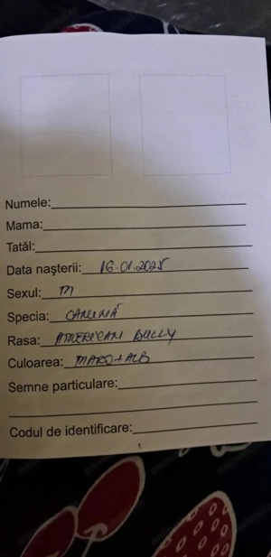 Vând,mascul American bully! - imagine 4