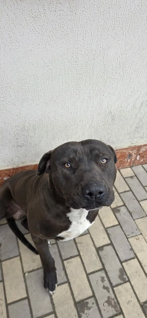 Vând,mascul American bully!