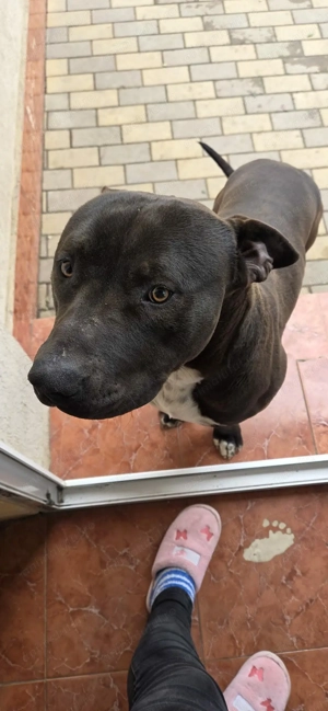 Vând,mascul American bully! - imagine 2