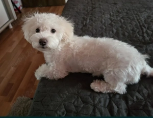 Vând cățel BICHON MALTEZ detalii in privat 