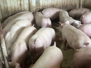 Porci de carne  - imagine 3