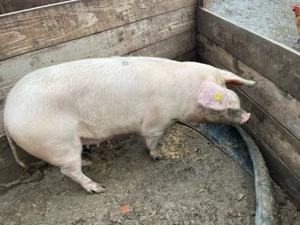 porc de vanzare  - imagine 2