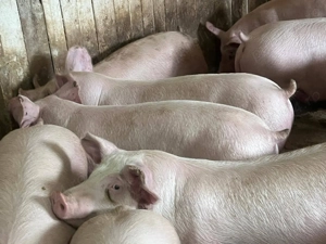 Porci de carne  - imagine 4