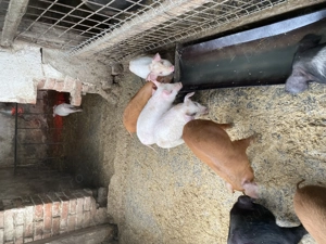 Vand purcei - imagine 5