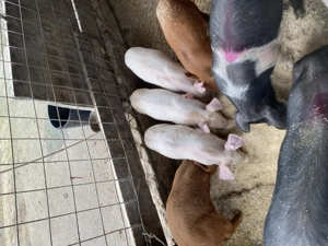 Vand purcei - imagine 3