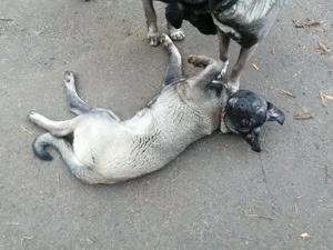 Vînd cățea Kangal  - imagine 2