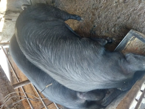 Vând porci pentru sacrificat. - imagine 2