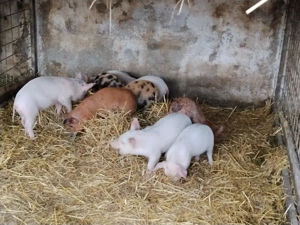 purcei de 7 săptămâni 