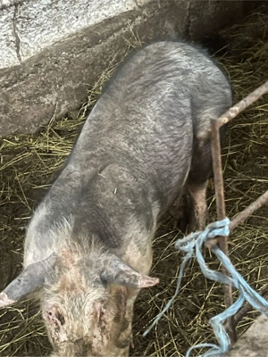 vand vieruț in varsta de 4 luni  - imagine 2