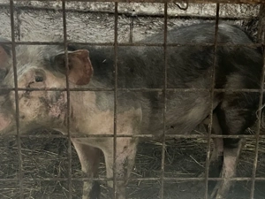 vand vieruț in varsta de 4 luni 