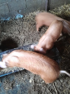 șoldani de vânzare  - imagine 2