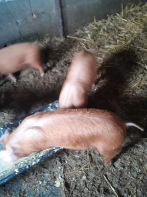 șoldani de vânzare  - imagine 3