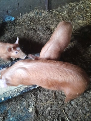 șoldani de vânzare 