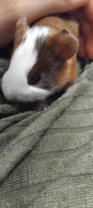 Porcusori de guineea  conai purceluși  - imagine 3