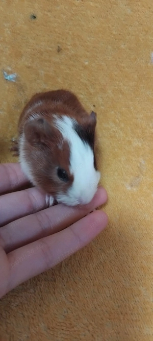 Porcusori de guineea  conai purceluși  - imagine 2