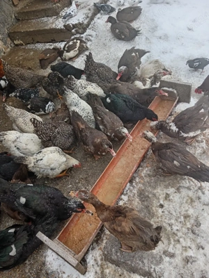 Vind păsări  - imagine 4