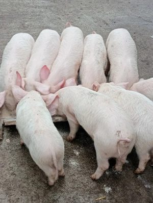 Purcei de vânzare localitate zimand 