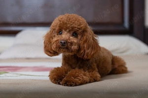 Pui Poodle Toy Red   Fetiță adorabilă - imagine 2