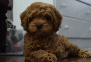 Pui Poodle Toy Red   Fetiță adorabilă