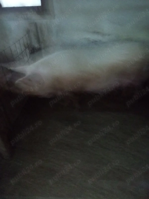 Disponibili două scrpfițe - imagine 4