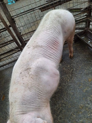 Vând vier petru montă  - imagine 2