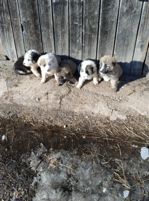 Vind căței ciobănești mioriticii  - imagine 2