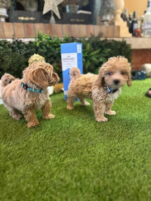 Maltipoo fetita in varsta de 9 saptamani